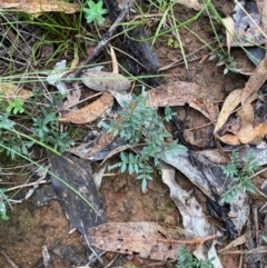 Swainsona sericea (Silky Swainson-Pea) at Red Hill, ACT - 17 Jan 2024 by Tapirlord