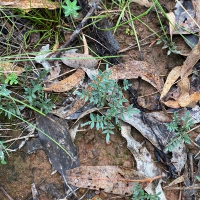 Swainsona sericea (Silky Swainson-Pea) at Red Hill Nature Reserve - 17 Jan 2024 by Tapirlord