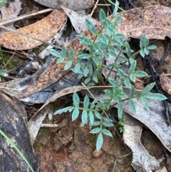 Swainsona sericea at Red Hill Nature Reserve - 17 Jan 2024 05:27 PM