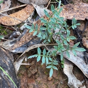 Swainsona sericea at Red Hill Nature Reserve - 17 Jan 2024