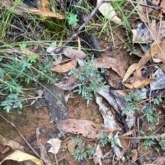 Swainsona sericea at Red Hill Nature Reserve - 17 Jan 2024 05:27 PM