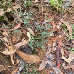 Swainsona sericea at Red Hill Nature Reserve - 17 Jan 2024 05:27 PM