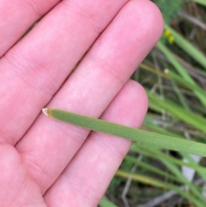 Lomandra multiflora at Red Hill Nature Reserve - 17 Jan 2024 05:18 PM