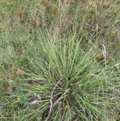 Lomandra multiflora at Red Hill Nature Reserve - 17 Jan 2024 05:18 PM