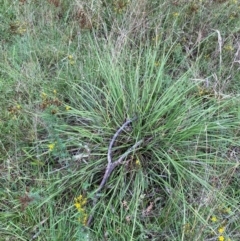 Lomandra multiflora at Red Hill Nature Reserve - 17 Jan 2024