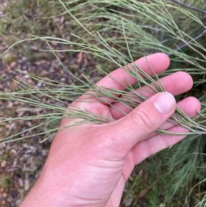 Exocarpos strictus at Red Hill Nature Reserve - 17 Jan 2024 05:14 PM