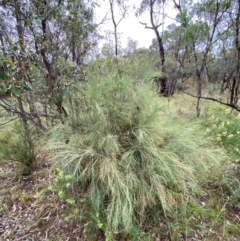 Exocarpos strictus at Red Hill Nature Reserve - 17 Jan 2024