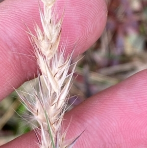 Rytidosperma fulvum at Garran, ACT - 15 Jan 2024