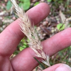 Rytidosperma fulvum at Garran, ACT - 15 Jan 2024