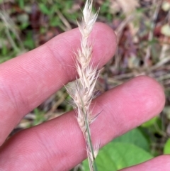 Rytidosperma fulvum at Garran, ACT - 15 Jan 2024