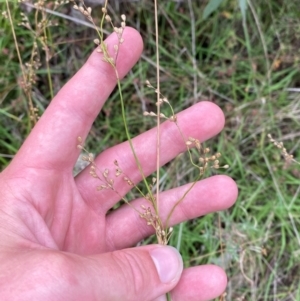 Juncus remotiflorus at Red Hill Nature Reserve - 15 Jan 2024 04:23 PM