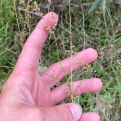 Juncus remotiflorus at Red Hill Nature Reserve - 15 Jan 2024 04:23 PM