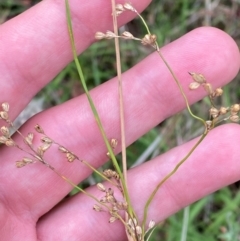 Juncus remotiflorus at Red Hill Nature Reserve - 15 Jan 2024 04:23 PM