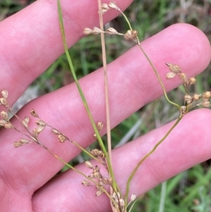 Juncus remotiflorus at Red Hill Nature Reserve - 15 Jan 2024 04:23 PM