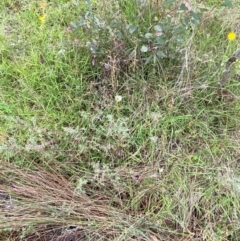 Juncus remotiflorus at Red Hill Nature Reserve - 15 Jan 2024