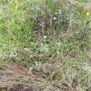 Juncus remotiflorus at Red Hill Nature Reserve - 15 Jan 2024 04:23 PM