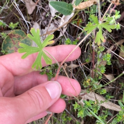 Geranium solanderi var. solanderi (Native Geranium) at Garran, ACT - 15 Jan 2024 by Tapirlord