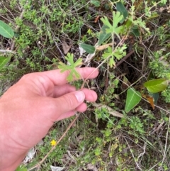 Geranium solanderi var. solanderi at Undefined Area - 15 Jan 2024 04:22 PM