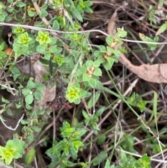 Pultenaea procumbens (Bush Pea) at Red Hill Nature Reserve - 15 Jan 2024 by Tapirlord