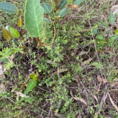 Pultenaea procumbens at GG144 - 15 Jan 2024