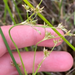 Juncus vaginatus at Red Hill Nature Reserve - 15 Jan 2024