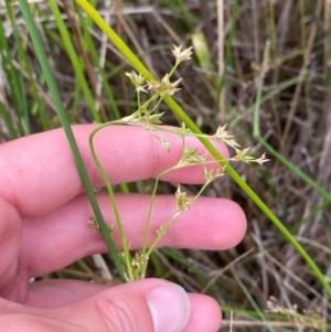 Juncus vaginatus at Red Hill Nature Reserve - 15 Jan 2024