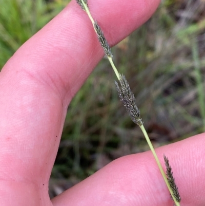 Sporobolus creber (Slender Rat's Tail Grass) at Red Hill Nature Reserve - 15 Jan 2024 by Tapirlord