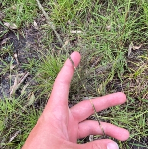 Sporobolus creber at Red Hill Nature Reserve - 15 Jan 2024