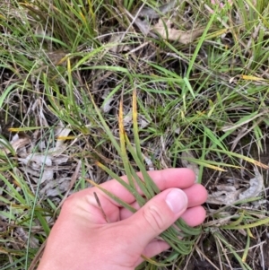 Lomandra filiformis subsp. coriacea at Red Hill Nature Reserve - 15 Jan 2024 04:05 PM