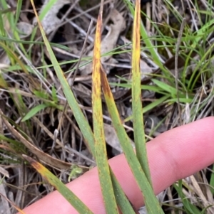 Lomandra filiformis subsp. coriacea at Red Hill Nature Reserve - 15 Jan 2024