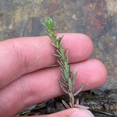 Lythrum hyssopifolia (Small Loosestrife) at Garran, ACT - 15 Jan 2024 by Tapirlord