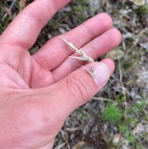 Rytidosperma duttonianum at Red Hill Nature Reserve - 15 Jan 2024