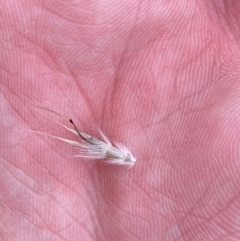 Rytidosperma duttonianum at Red Hill Nature Reserve - 15 Jan 2024