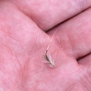 Rytidosperma duttonianum at Red Hill Nature Reserve - 15 Jan 2024