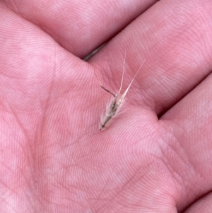 Rytidosperma duttonianum at Red Hill Nature Reserve - 15 Jan 2024