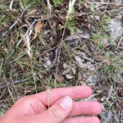 Rytidosperma duttonianum at Red Hill Nature Reserve - 15 Jan 2024