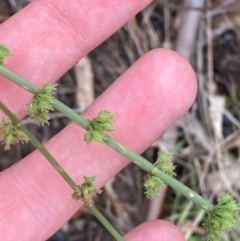 Rumex brownii (Slender Dock) at Garran, ACT - 15 Jan 2024 by Tapirlord