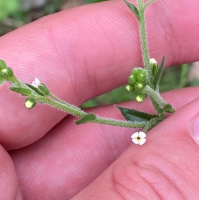 Hackelia suaveolens (Sweet Hounds Tongue) at Red Hill Nature Reserve - 15 Jan 2024 by Tapirlord