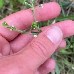 Hackelia suaveolens at Red Hill Nature Reserve - 15 Jan 2024