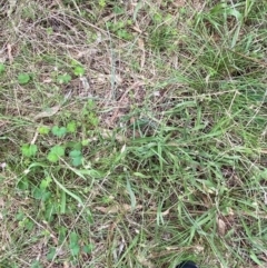 Hackelia suaveolens at Red Hill Nature Reserve - 15 Jan 2024