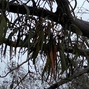 Amyema pendula subsp. pendula at Red Hill Nature Reserve - 15 Jan 2024