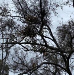 Amyema pendula subsp. pendula at Red Hill Nature Reserve - 15 Jan 2024