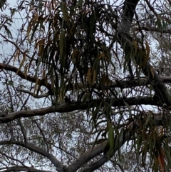 Amyema pendula subsp. pendula at Red Hill Nature Reserve - 15 Jan 2024