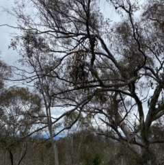 Amyema pendula subsp. pendula at Red Hill Nature Reserve - 15 Jan 2024