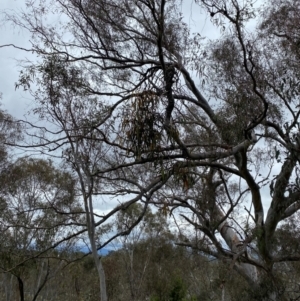 Amyema pendula subsp. pendula at Red Hill Nature Reserve - 15 Jan 2024