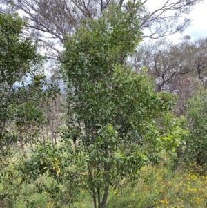 Acacia melanoxylon at Red Hill Nature Reserve - 15 Jan 2024