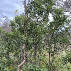 Acacia melanoxylon at Red Hill Nature Reserve - 15 Jan 2024 03:47 PM