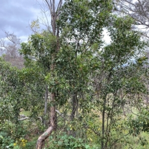 Acacia melanoxylon at Red Hill Nature Reserve - 15 Jan 2024