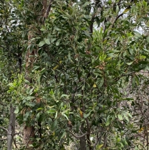 Acacia melanoxylon at Red Hill Nature Reserve - 15 Jan 2024