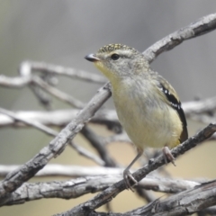 Pardalotus punctatus (Spotted Pardalote) at Broken Dam, NSW - 21 Feb 2024 by HelenCross